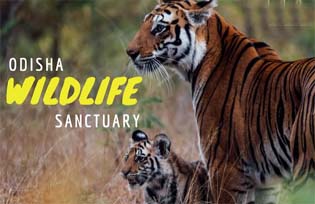 wildlife.jpg