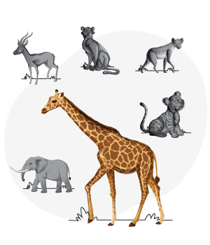 Animals