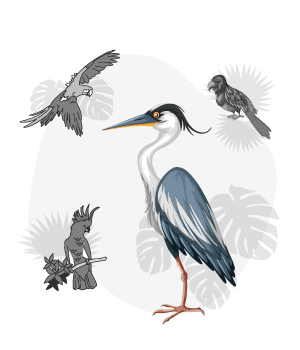 Birds