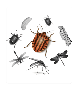 Worms & Insects